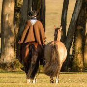 Aldo Vendramin relembra a trajetória histórica do Cavalo Crioulo, do selo espanhol aos pampas.