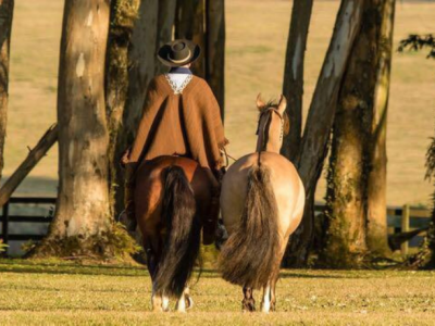 Aldo Vendramin relembra a trajetória histórica do Cavalo Crioulo, do selo espanhol aos pampas.