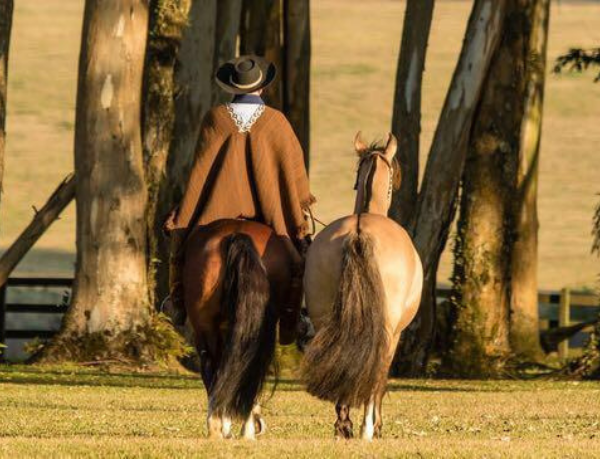 Aldo Vendramin relembra a trajetória histórica do Cavalo Crioulo, do selo espanhol aos pampas.