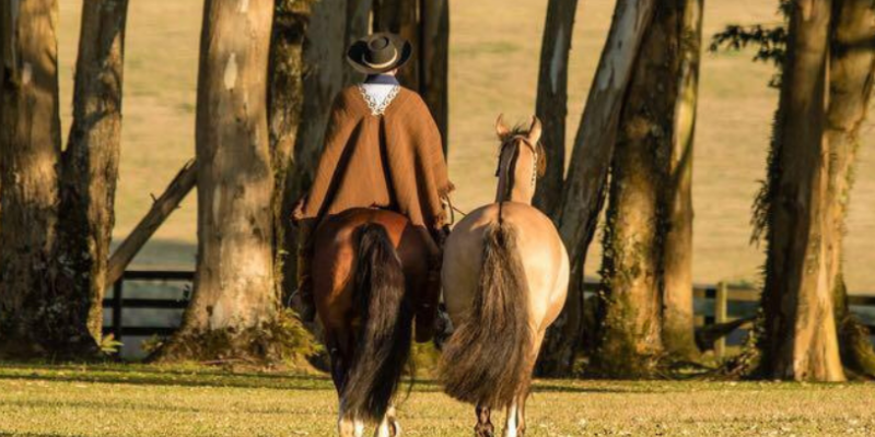 Aldo Vendramin relembra a trajetória histórica do Cavalo Crioulo, do selo espanhol aos pampas.