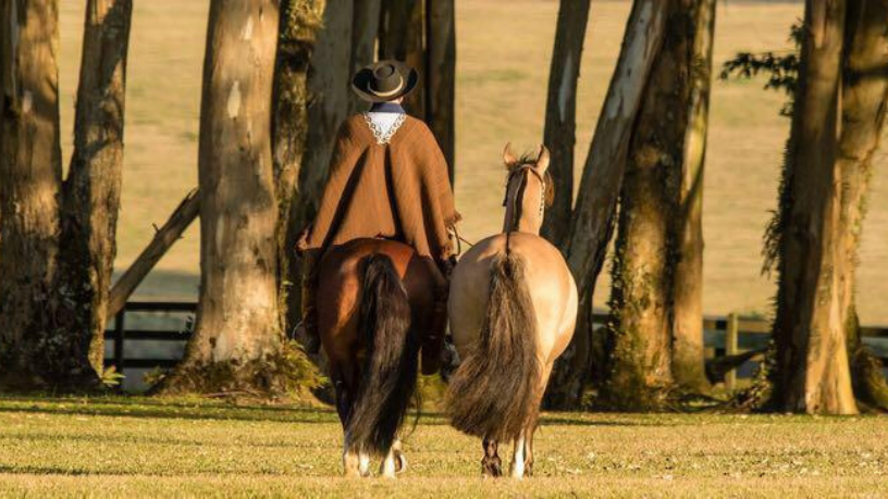 Aldo Vendramin relembra a trajetória histórica do Cavalo Crioulo, do selo espanhol aos pampas.