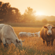 Entenda, com João Eustáquio De Almeida Junior, quais são os padrões de qualidade exigidos pelo mercado externo e como o produtor brasileiro pode se adequar para atender importadores.