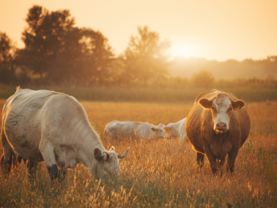 Entenda, com João Eustáquio De Almeida Junior, quais são os padrões de qualidade exigidos pelo mercado externo e como o produtor brasileiro pode se adequar para atender importadores.