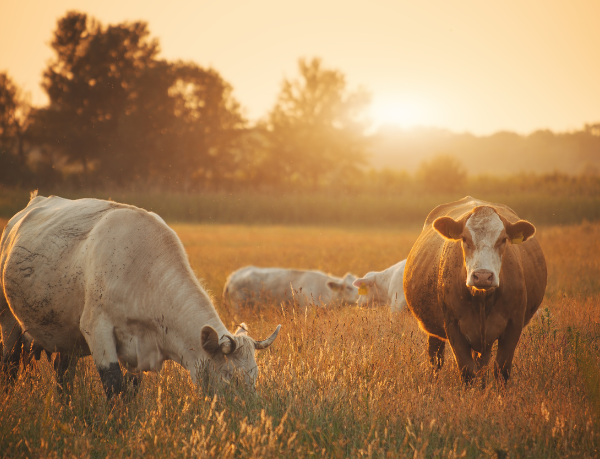 Entenda, com João Eustáquio De Almeida Junior, quais são os padrões de qualidade exigidos pelo mercado externo e como o produtor brasileiro pode se adequar para atender importadores.