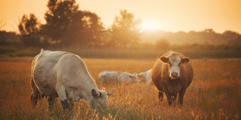 Entenda, com João Eustáquio De Almeida Junior, quais são os padrões de qualidade exigidos pelo mercado externo e como o produtor brasileiro pode se adequar para atender importadores.