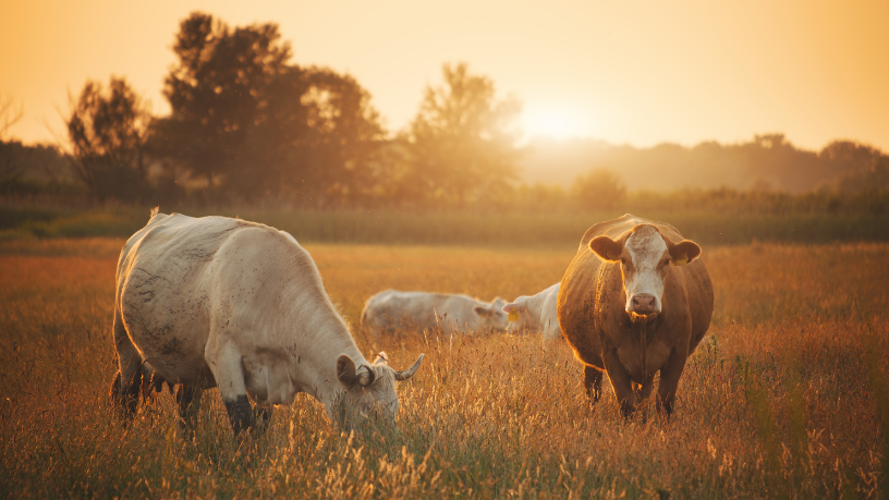 Entenda, com João Eustáquio De Almeida Junior, quais são os padrões de qualidade exigidos pelo mercado externo e como o produtor brasileiro pode se adequar para atender importadores.