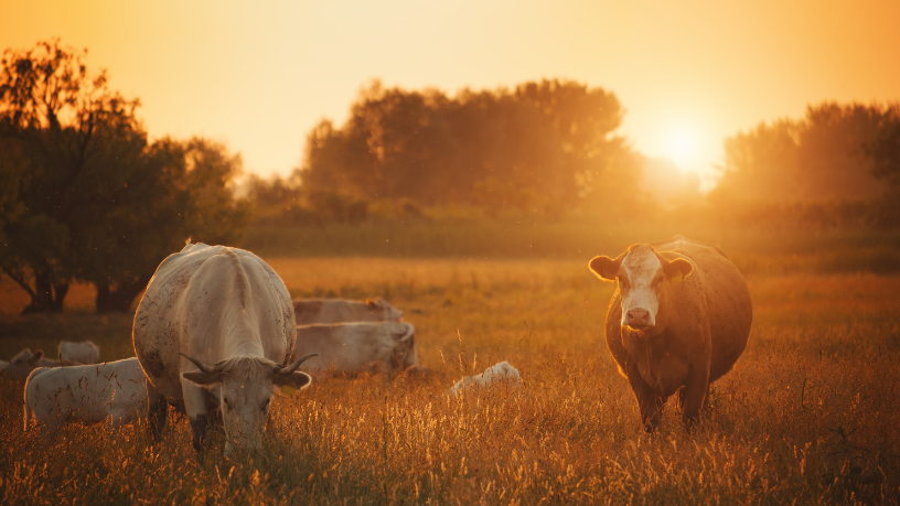 João Eustáquio De Almeida Junior explica o que os importadores esperam da carne brasileira e quais ajustes são essenciais para competir no mercado internacional.
